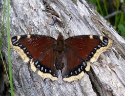 Mourning cloak caterpillar host plants. Cool Insectsthe Mourning Cloak Butterfly Entomological Society Of Canada