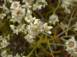 Image result for Gnaphalium unionis