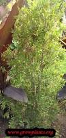 Image result for Syzygium staudtii