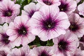 Good And Plenty Blue Ice Petunia Hybrid Petunias Purple Plants Beautiful Blooms
