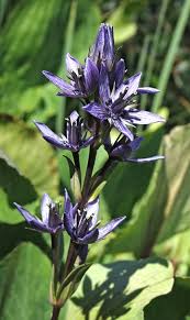 Image result for Swertia erosula