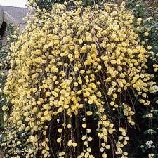 Maybe you would like to learn more about one of these? Salix Caprea Pendula Kilmarnock Willow Parkers Wholesale