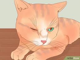 Using a humidifier may help moisten your breathing passages, improve the flow of mucus from your sinuses, and help prevent blockages and. How To Treat A Cat With A Stuffy Nose 10 Steps With Pictures
