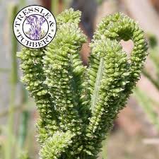 Image result for Eleusine africana