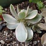 Image result for Crassula globularioides