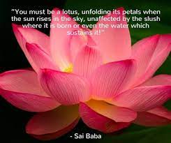 Beautiful Lotus Flower Quotes Enkiquotes Lotus Flower Quote Flower Quotes Lotus Quote