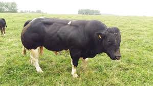 This belgian blue cow has different. Belgian Blue Semen Blak Du Baty Elite Pedigree Genetics Facebook