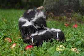 They love munching on bugs and worm. How To Deal And Get Rid Of Skunks In Your Garden Humanely