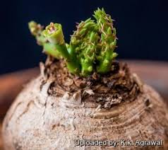 Image result for Euphorbia dedzana