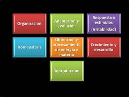 Esto puede ser obvio, como animales que son capaces de caminar, o menos obvios, como plantas que tienen partes que se mueven para seguir el movimiento del sol. Caracteristicas De Los Seres Vivos Youtube