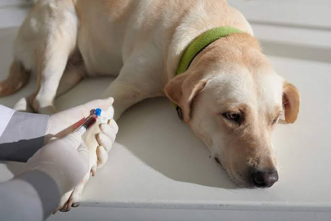 Importance of Pet Blood Work For Dogs & Cats That Appear Healthy | UrgentVet