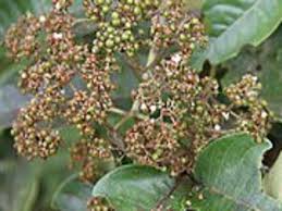 Image result for Harungana madagascariensis
