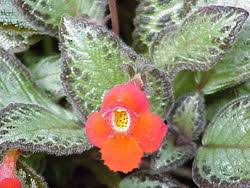 Image result for Episcia reptans