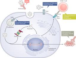 Image result for Gold 1996 AAV