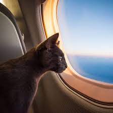 kedilerle yolculuk yaparken dikkat edilmesi gerekenler pet ihtiyac
