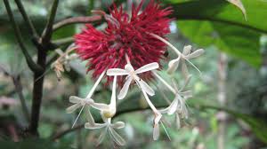 Image result for Clerodendrum lutambense