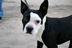 Boston Terrier Dog Breed Information - American Kennel Club