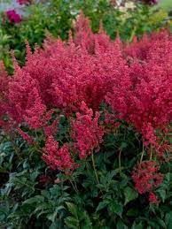 Astilbe Montgomery Bluestone Perennials Flowers Perennials White Flowering Plants Perennial Plants