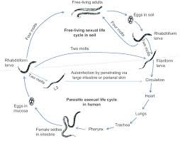 Image result for Strongyloides