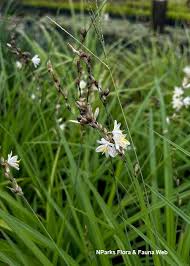 Image result for Biophytum richardsiae