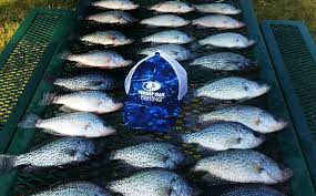 Some rank it second best in the state behind eufaula. How Tony Adams Catches Warm Weather Crappie Mossy Oak