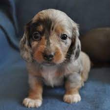 Dachshund Puppy Love Daschund Puppies Dachshund Puppy Funny Miniature Dachshunds