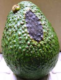 Image result for Dark Avocado 1983 Fedders