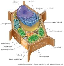 The diagram shows an animal cell at various stages during the first division of meiosis. Chapter 6 Tour Of The Cell Mastering Ap Biology Flashcards Easy Notecards