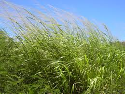 Image result for Panicum maximum