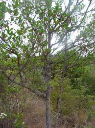 Image result for Brackenridgea