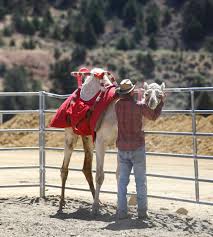 The v&t railroad was our first stop as colby was able to check an item off his bucket list. Virginia City Resident Kody Burrell Who Has Been Attending The Races Since Age 12 Checks On A Camel During The First Day Of The 59th Annual International Camel Ostrich Races In
