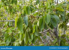 Image result for Annonaceae