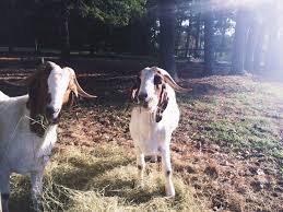 Ben Jerry Horses Ben And Jerrys Animals