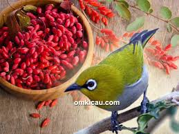 Goji berry juga mengandung beberapa mineral langka. Buah Goji Berry Manfaat Dan Cara Meraciknya Untuk Pleci Om Kicau