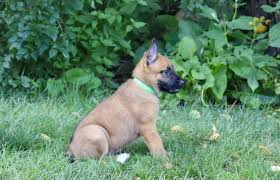 I'm putting this on for a friend they have beautiful mali pups for sale very rasonable priced, they will be ukc reg, sire is akc reg. Timmy Belgian Malinois Puppy For Sale In Honey Brook Pa Happy Valentines Day Happyvalentinesday2016i