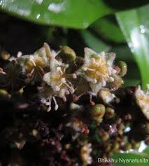 Image result for Glenniea