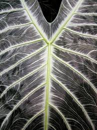Sign up & save 10% · large selection · best prices & selection Free Big Leaf Of Tropical Plant Stock Photo Freeimages Com