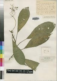 Image result for Psychotria eminiana