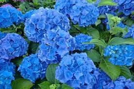 Hydrangea Bouquet Rose Hortensja Ogrodowa Don 1 1l 6521098355 Oficjalne Archiwum Allegro Hydrangea Macrophylla Blue Hydrangea Hydrangea