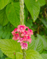 Image result for Stachytarpheta mutabilis