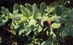 Image result for Sphaeranthus foliosus