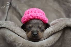 About nj puppy rescue inc. Mercy Rescue And Adoption Inc Home