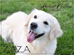 Puppies in four colors including white cream, light blonde the table below allows you to quickly and easily find information on current and upcoming litters from our four colors of golden retriever puppies for sale. Available Puppies Radiant Goldens Breeder Of English Cream Golden Retriever Puppies Tn