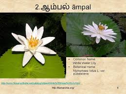 Aak crown flower (aak / akaav). 99 Tamil Flowers Kurunji Paatu Flowers 1 10 à®•à®± à®• à®¨ à®± à®•
