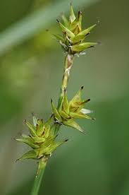 Image result for Carex cognata