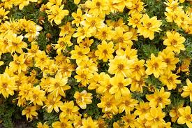 This bush is easy maintenance, making pruning easy. Tagetes Lemmonii Mexican Marigold