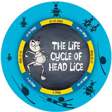 Image result for lice life cycle