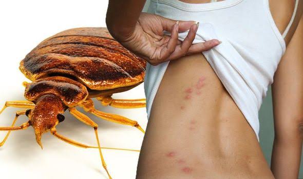 Bedbugs Control Service product image