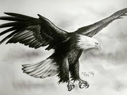 Kartal Cizim Karakalem Cizim Kartal Hayvanlar