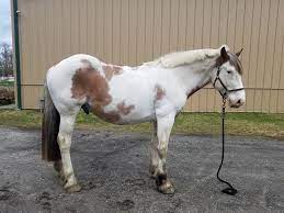 Medicine Hat Horse Reference Horse Markings Medicine Hat